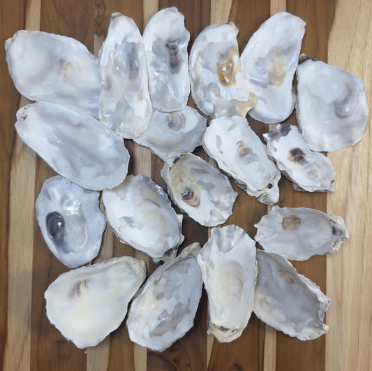 Mixed (Flat and Cup Side) Bulk Oyster Shells 3" to 4.5" Clean No Smell - Art, Crafts, Painting, Aquariums- Free Shipping