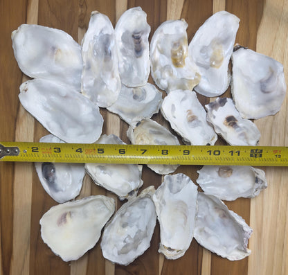 Mixed (Flat and Cup Side) Bulk Oyster Shells 3" to 4.5" Clean No Smell - Art, Crafts, Painting, Aquariums- Free Shipping