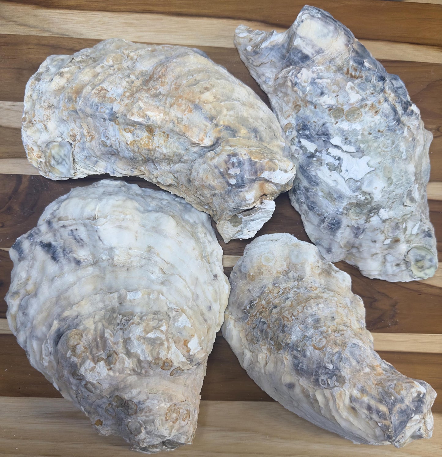 Extra Large Oyster Shells 7-9" Clean No Smell Art Craft Painting Aquariums Jewelry Dish Wedding Cup Side *Bulk*