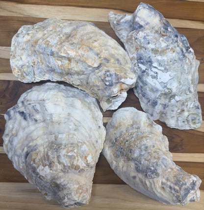 Extra Large Oyster Shells 7-9" Clean No Smell Art Craft Painting Aquariums Jewelry Dish Wedding Cup Side *Bulk*