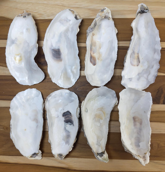Oyster Shells 5" to 6" Narrow Cup Side, Clean No Smell, Wedding, Jewelry Dish, Art, Craft, Painting, Aquariums, *Free Shipping*
