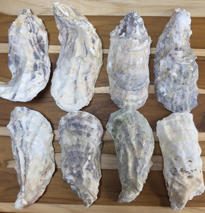 Oyster Shells 5" to 6" Narrow Cup Side, Clean No Smell, Wedding, Jewelry Dish, Art, Craft, Painting, Aquariums, *Free Shipping*