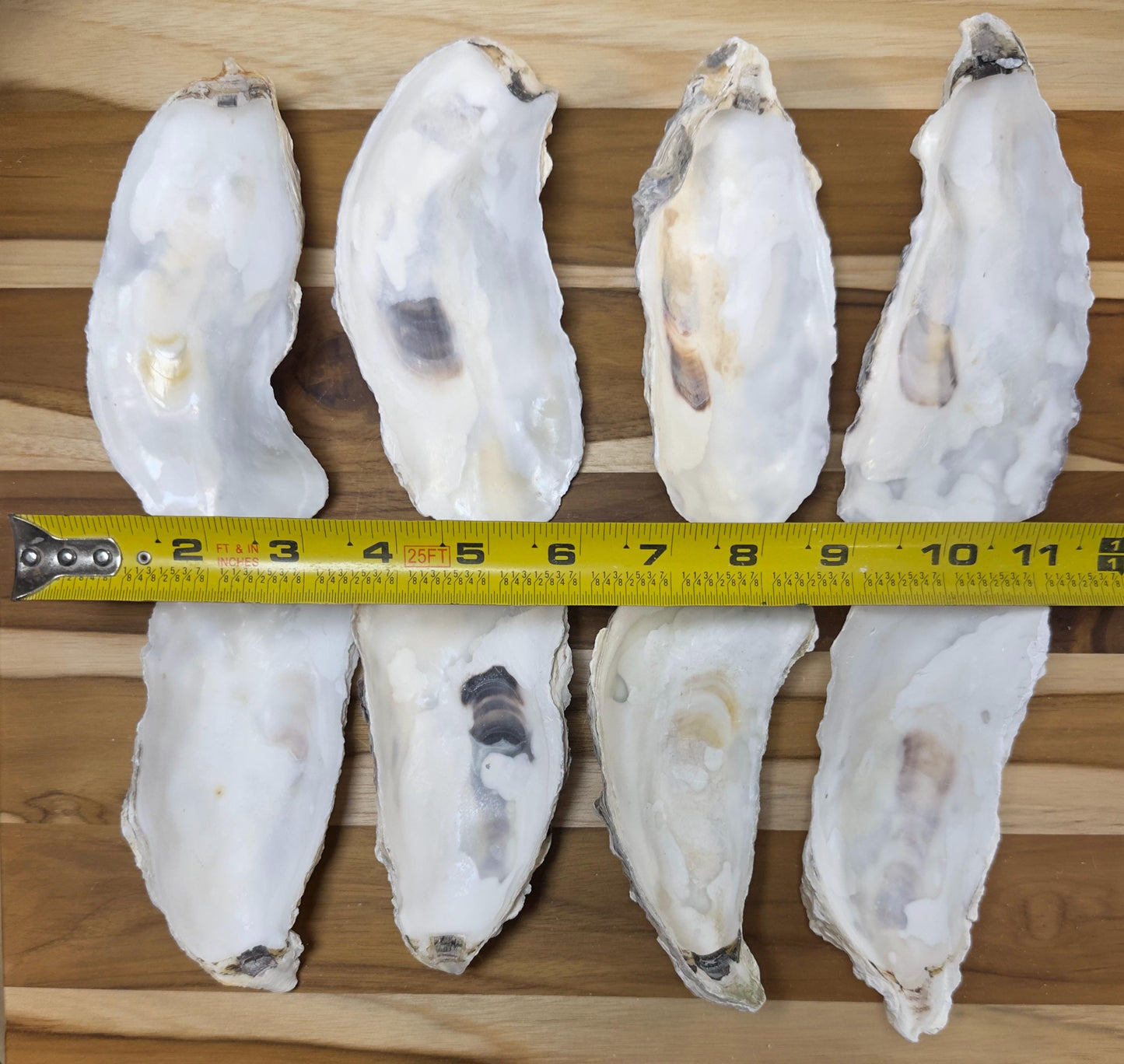Oyster Shells 5" to 6" Narrow Cup Side, Clean No Smell, Wedding, Jewelry Dish, Art, Craft, Painting, Aquariums, *Free Shipping*