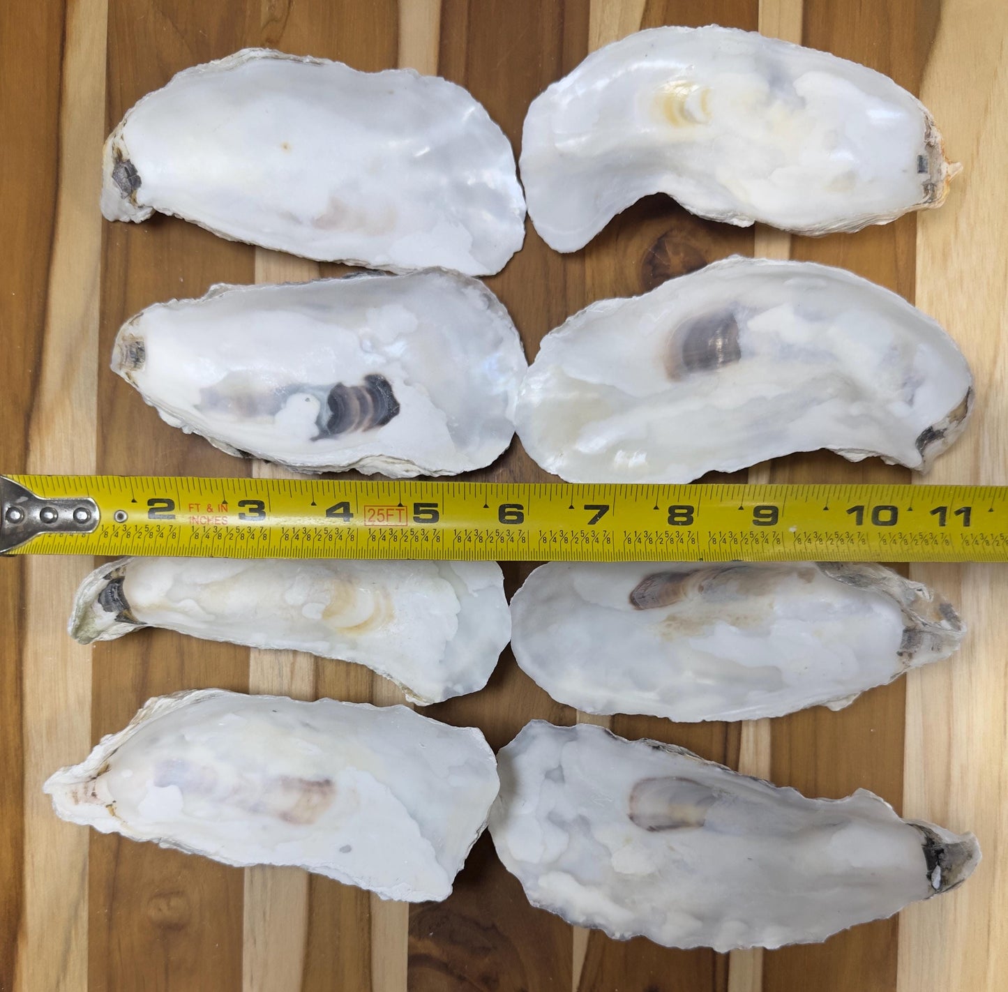 Oyster Shells 5" to 6" Narrow Cup Side, Clean No Smell, Wedding, Jewelry Dish, Art, Craft, Painting, Aquariums, *Free Shipping*