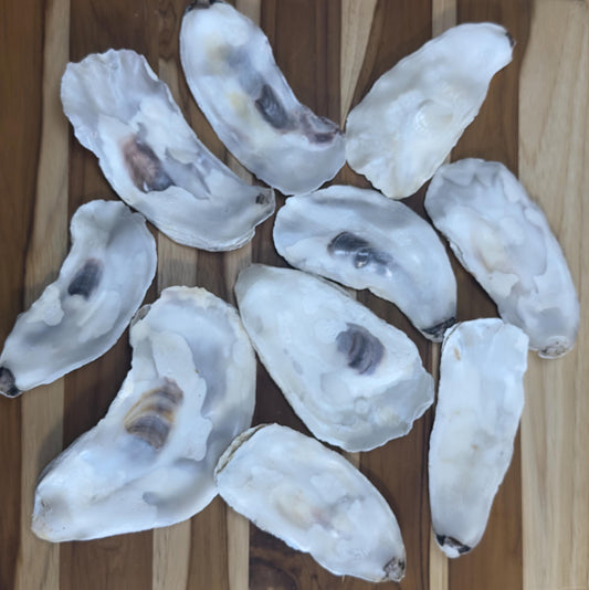 Flat Oyster Shells 5 to 6  Bulk Cleaned & No Smell for Crafts, Art, Painting, Aquariums  Choose Quantity  Free Shipping