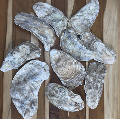 Flat Oyster Shells 5 to 6  Bulk Cleaned & No Smell for Crafts, Art, Painting, Aquariums  Choose Quantity  Free Shipping