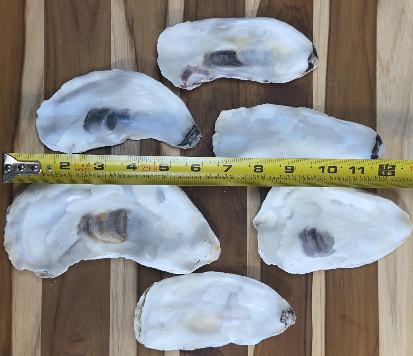 Flat Oyster Shells 5 to 6  Bulk Cleaned & No Smell for Crafts, Art, Painting, Aquariums  Choose Quantity  Free Shipping