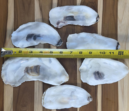 Flat Oyster Shells 5 to 6  Bulk Cleaned & No Smell for Crafts, Art, Painting, Aquariums  Choose Quantity  Free Shipping