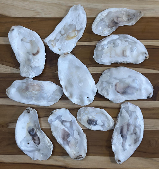 Broken Flat Oyster Shells Bulk 3-4.5 Cleaned No Odor Natural Shells for Coastal Decor Garden Projects and Crafts Free Shipping