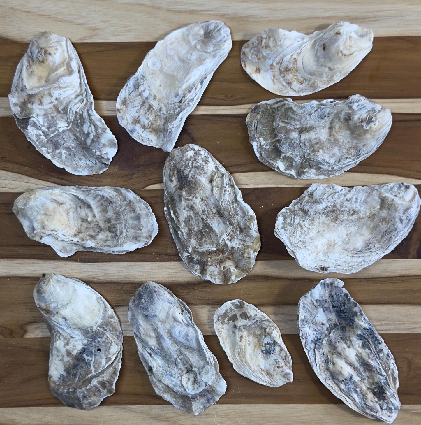 Broken Flat Oyster Shells Bulk 3-4.5 Cleaned No Odor Natural Shells for Coastal Decor Garden Projects and Crafts Free Shipping