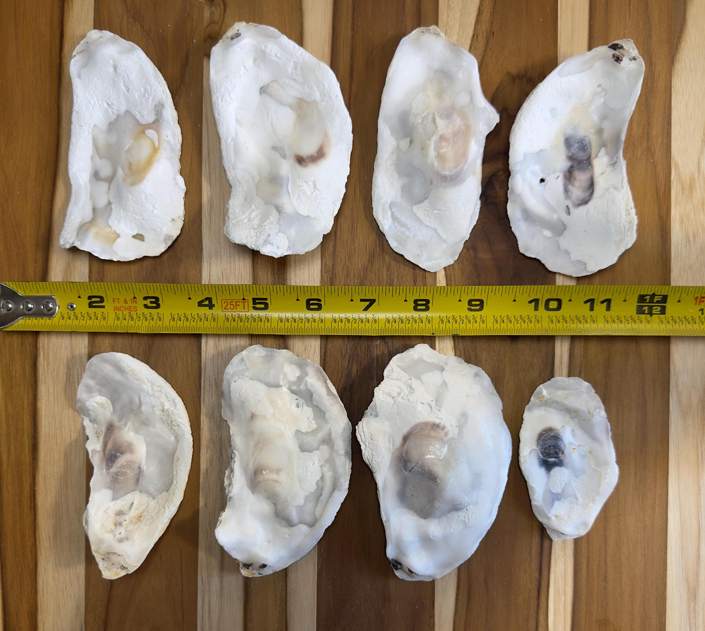 Broken Flat Oyster Shells Bulk 3-4.5 Cleaned No Odor Natural Shells for Coastal Decor Garden Projects and Crafts Free Shipping