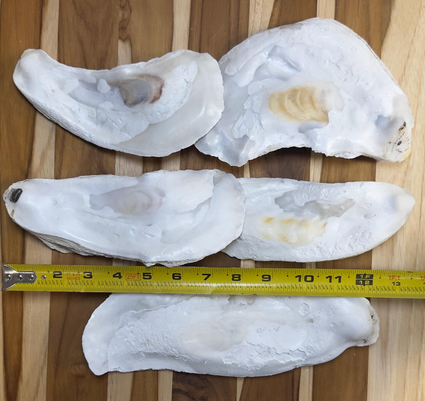 18 *Broken* Bulk Large Oyster Shells 7-8.5" Flat Side Clean No Smell - Art, Crafts, Painting, Aquariums- Free Shipping