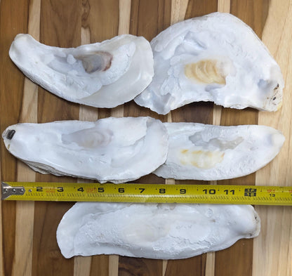 18 *Broken* Bulk Large Oyster Shells 7-8.5" Flat Side Clean No Smell - Art, Crafts, Painting, Aquariums- Free Shipping