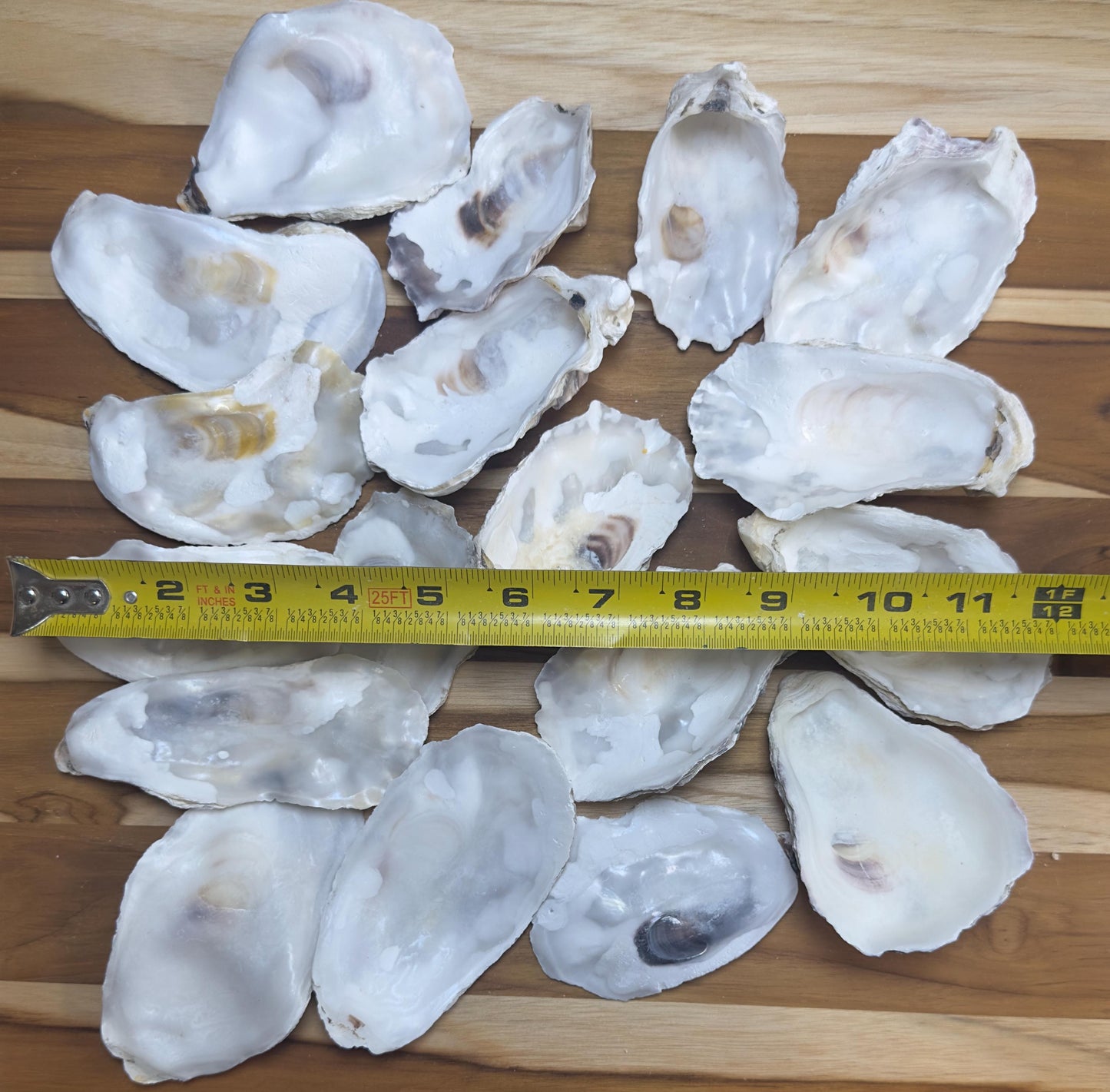 Mixed (Flat and Cup Side) Bulk Oyster Shells 3" to 4.5" Clean No Smell - Art, Crafts, Painting, Aquariums- Free Shipping