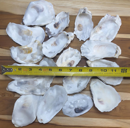 Mixed (Flat and Cup Side) Bulk Oyster Shells 3" to 4.5" Clean No Smell - Art, Crafts, Painting, Aquariums- Free Shipping