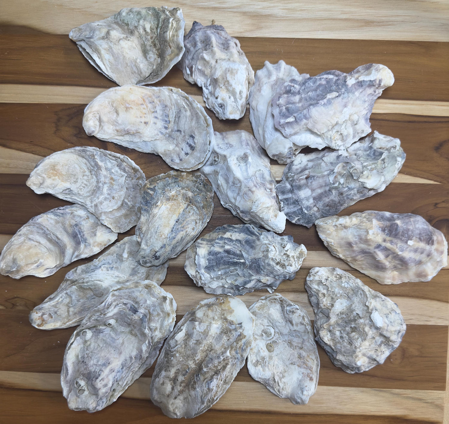 Mixed (Flat and Cup Side) Bulk Oyster Shells 3" to 4.5" Clean No Smell - Art, Crafts, Painting, Aquariums- Free Shipping