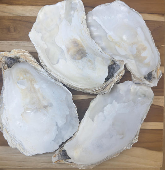 Extra Large Oyster Shells 7-9" Clean No Smell Art Craft Painting Aquariums Jewelry Dish Wedding Cup Side *Bulk*