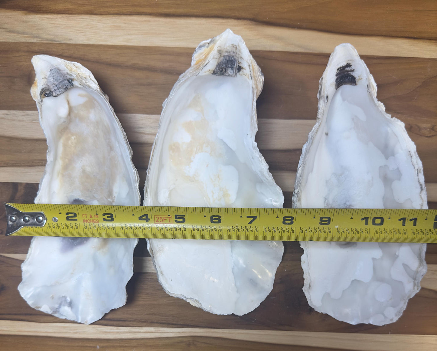 Extra Large Oyster Shells 7-9" Clean No Smell Art Craft Painting Aquariums Jewelry Dish Wedding Cup Side *Bulk*