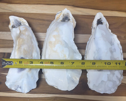 Extra Large Oyster Shells 7-9" Clean No Smell Art Craft Painting Aquariums Jewelry Dish Wedding Cup Side *Bulk*