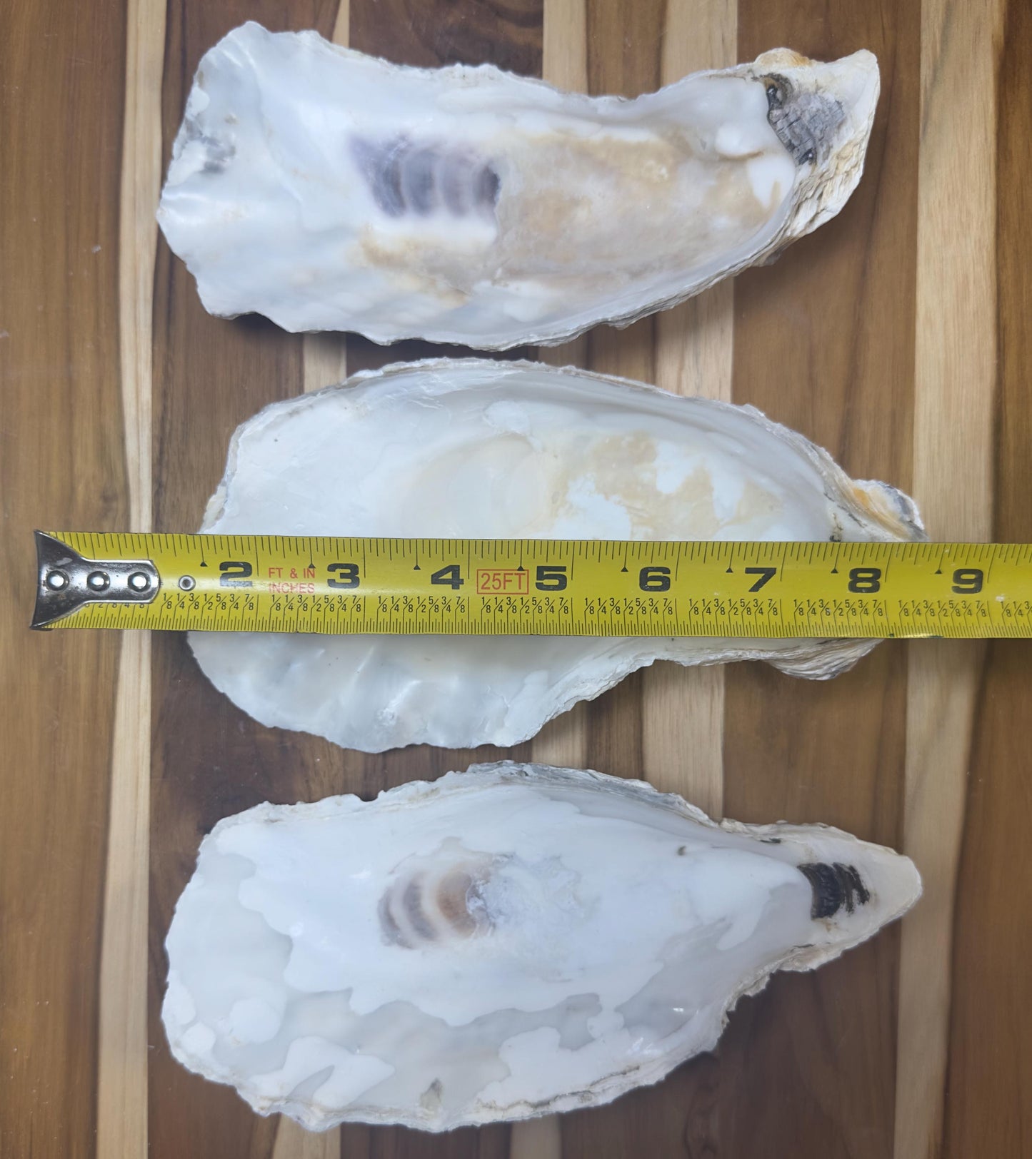 Extra Large Oyster Shells 7-9" Clean No Smell Art Craft Painting Aquariums Jewelry Dish Wedding Cup Side *Bulk*