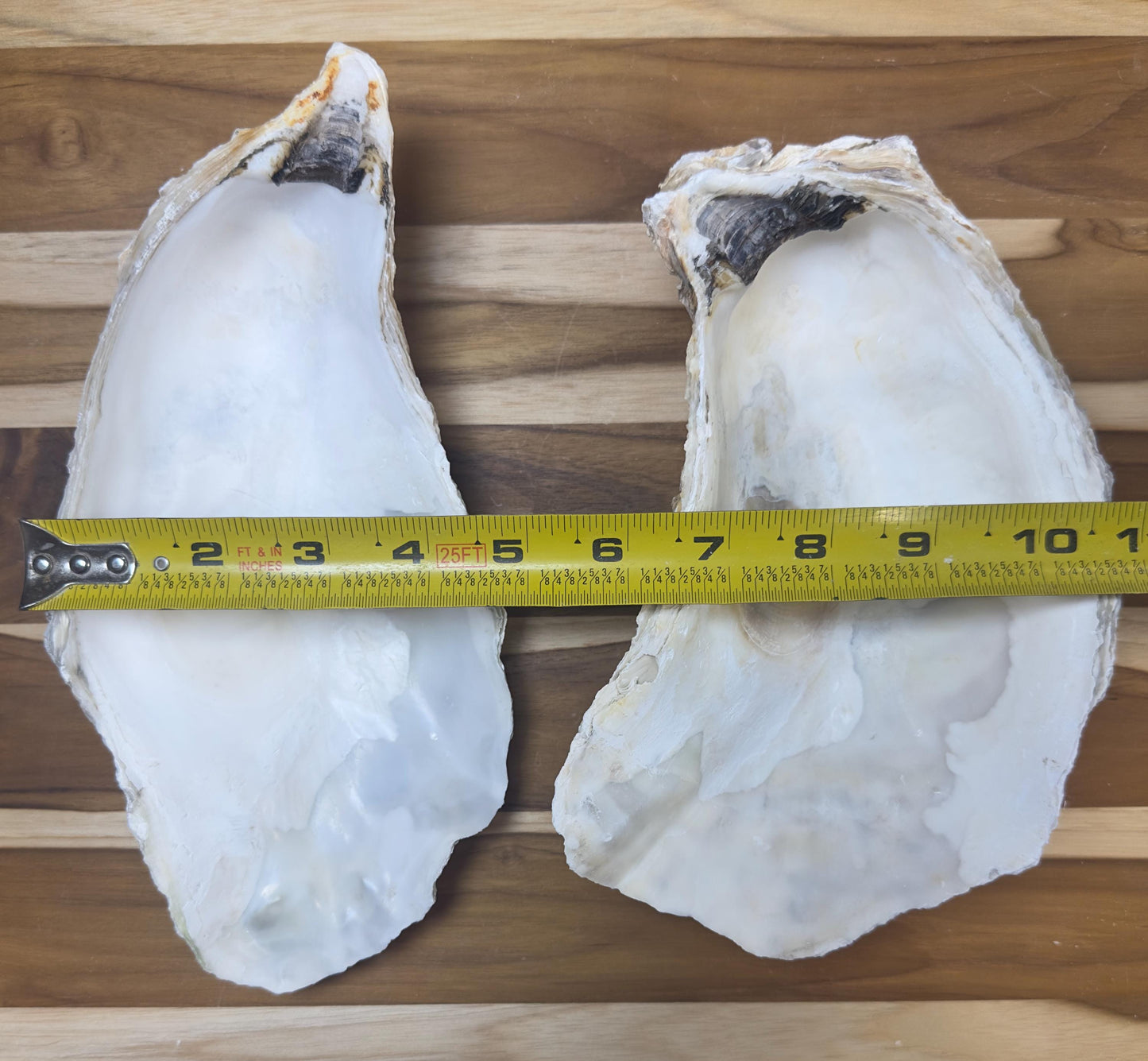 Extra Large Oyster Shells 7-9" Clean No Smell Art Craft Painting Aquariums Jewelry Dish Wedding Cup Side *Bulk*