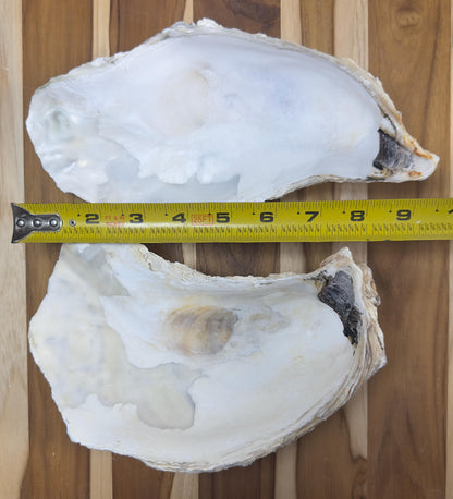 Extra Large Oyster Shells 7-9" Clean No Smell Art Craft Painting Aquariums Jewelry Dish Wedding Cup Side *Bulk*