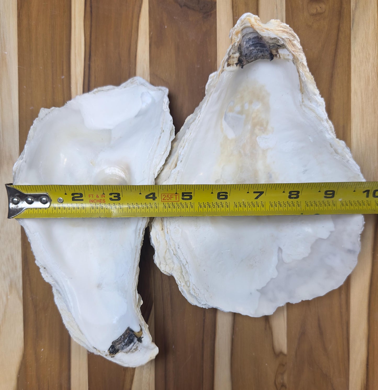 Extra Large Oyster Shells 7-9" Clean No Smell Art Craft Painting Aquariums Jewelry Dish Wedding Cup Side *Bulk*
