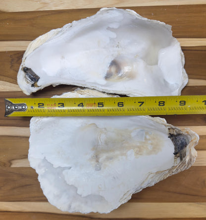 Extra Large Oyster Shells 7-9" Clean No Smell Art Craft Painting Aquariums Jewelry Dish Wedding Cup Side *Bulk*