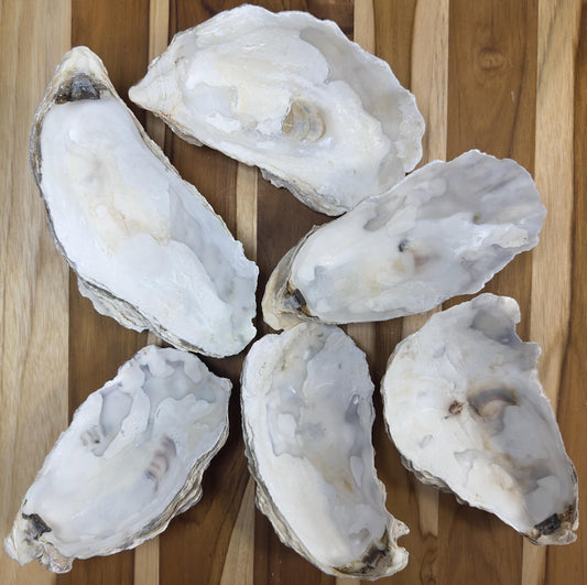 35+ Broken Oyster Shells 5" to 6" Clean No Smell Art Craft Painting Aquariums Jewelry Dish Wedding Cup Side *Bulk* Free Shipping