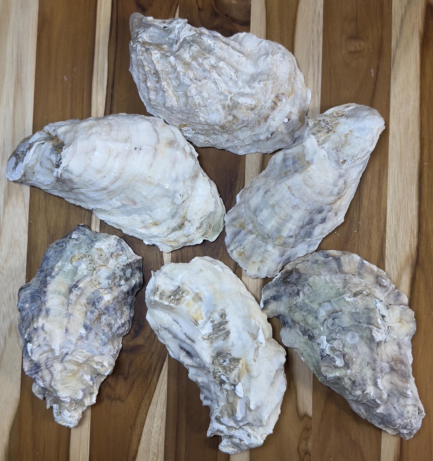 35+ Broken Oyster Shells 5" to 6" Clean No Smell Art Craft Painting Aquariums Jewelry Dish Wedding Cup Side *Bulk* Free Shipping