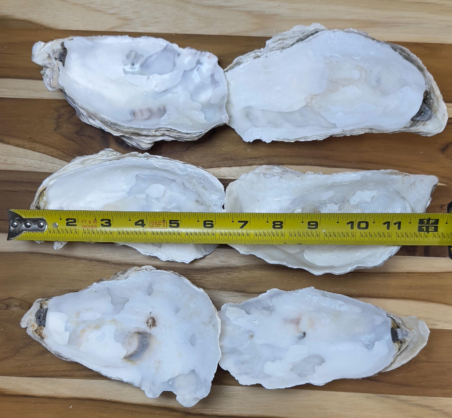 35+ Broken Oyster Shells 5" to 6" Clean No Smell Art Craft Painting Aquariums Jewelry Dish Wedding Cup Side *Bulk* Free Shipping