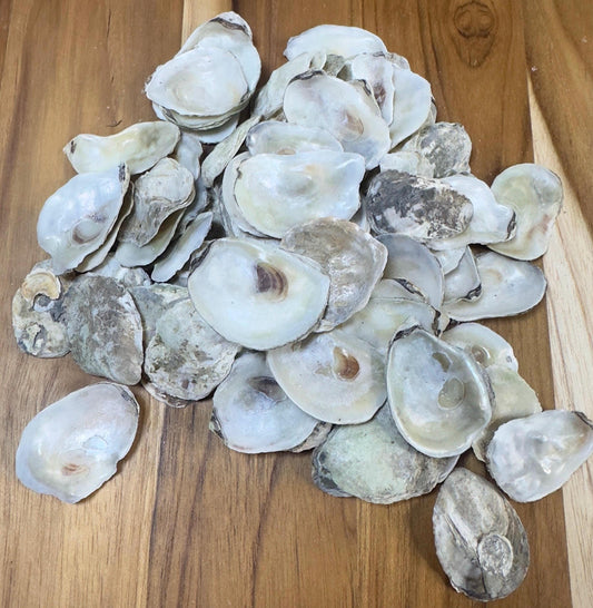 Extra Small Bulk Oyster Shells (1 to 1 1/2inch) Flat Side Clean No Smell - Art, Crafts, Painting, Aquariums- Free Shipping