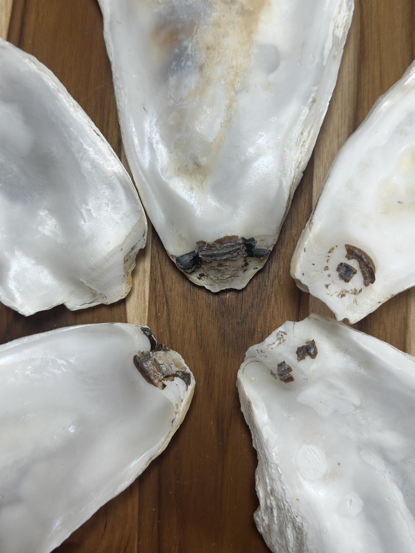 18 *Partially Broken* Bulk Large Oyster Shells 7-8.5" Flat Side Clean No Smell - Art, Crafts, Painting, Aquariums- Free Shipping