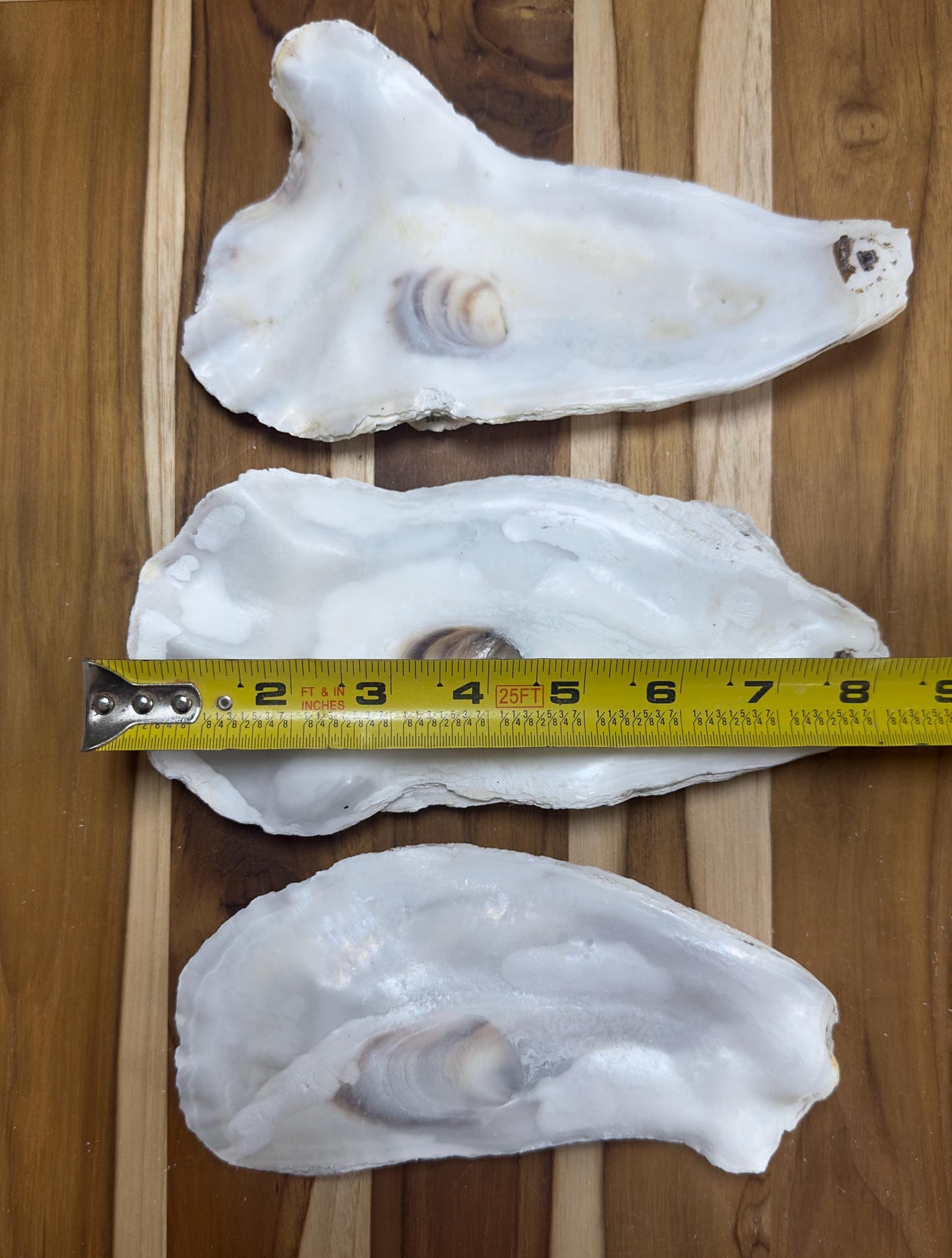 18 *Partially Broken* Bulk Large Oyster Shells 7-8.5" Flat Side Clean No Smell - Art, Crafts, Painting, Aquariums- Free Shipping