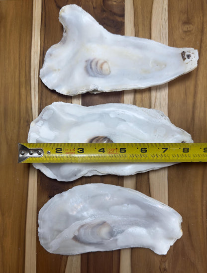 18 *Partially Broken* Bulk Large Oyster Shells 7-8.5" Flat Side Clean No Smell - Art, Crafts, Painting, Aquariums- Free Shipping