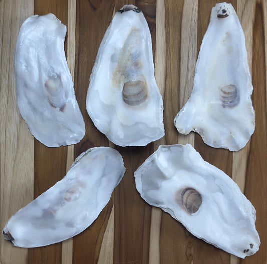 18 *Partially Broken* Bulk Large Oyster Shells 7-8.5" Flat Side Clean No Smell - Art, Crafts, Painting, Aquariums- Free Shipping