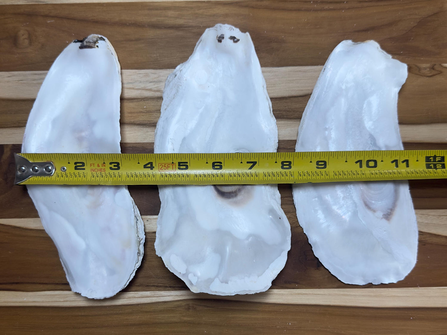 18 *Partially Broken* Bulk Large Oyster Shells 7-8.5" Flat Side Clean No Smell - Art, Crafts, Painting, Aquariums- Free Shipping