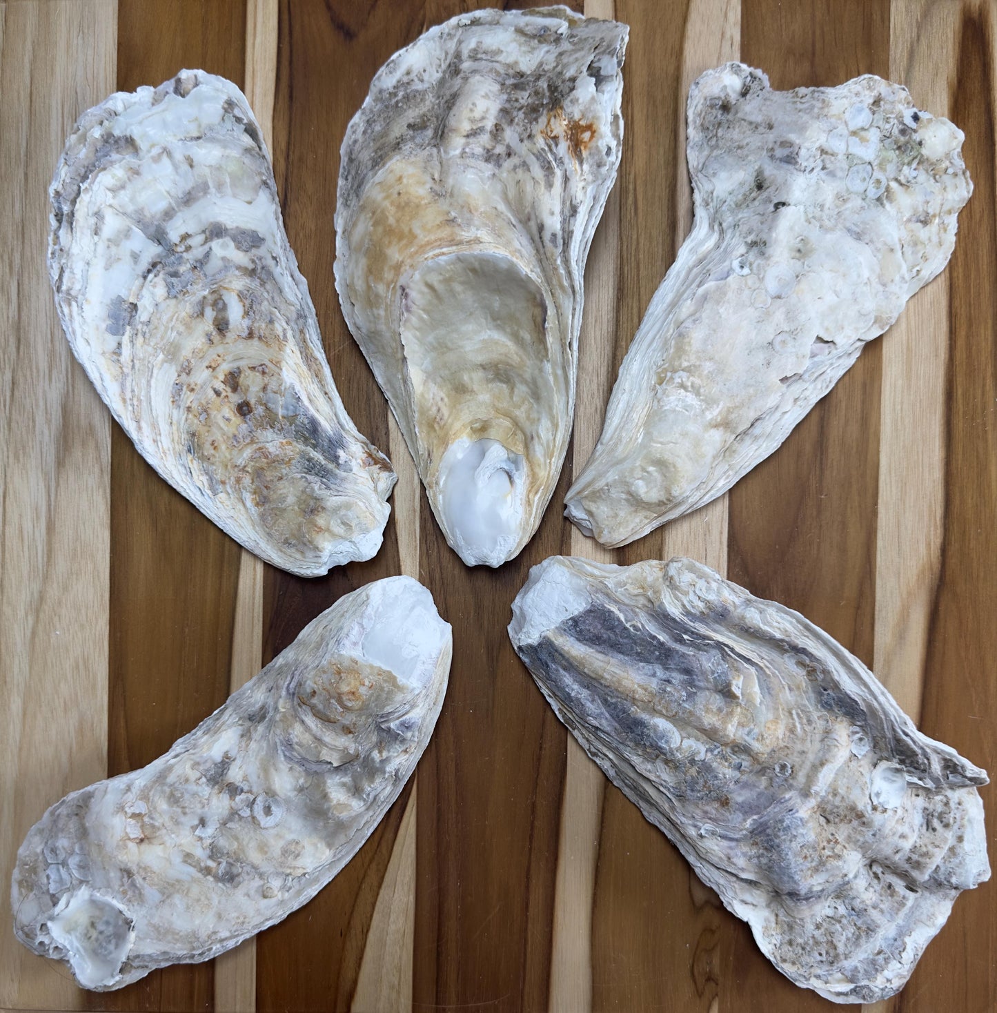 18 *Partially Broken* Bulk Large Oyster Shells 7-8.5" Flat Side Clean No Smell - Art, Crafts, Painting, Aquariums- Free Shipping