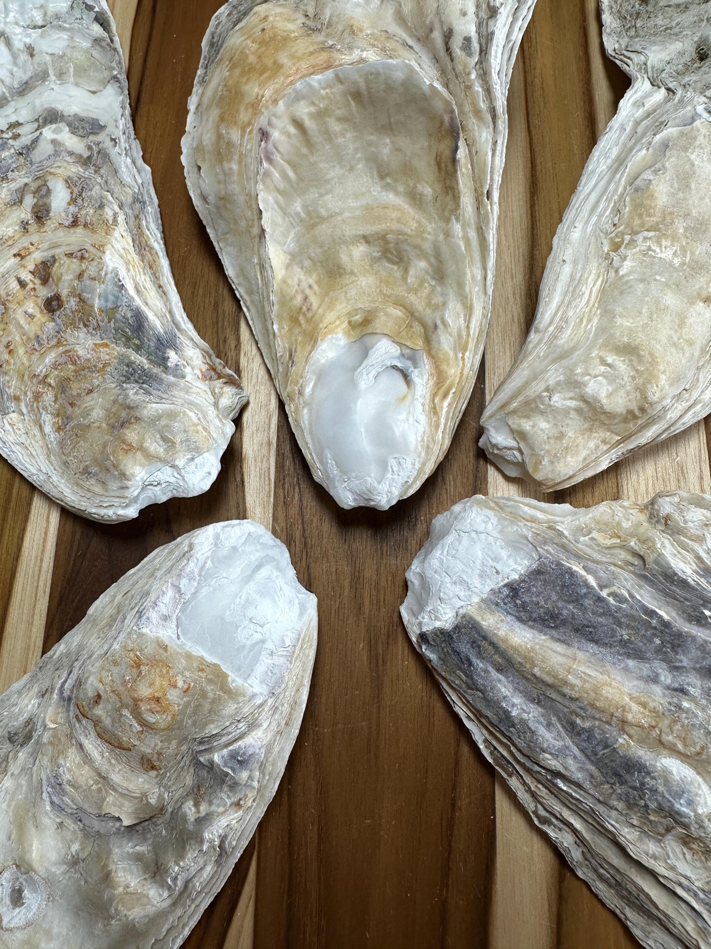 18 *Partially Broken* Bulk Large Oyster Shells 7-8.5" Flat Side Clean No Smell - Art, Crafts, Painting, Aquariums- Free Shipping