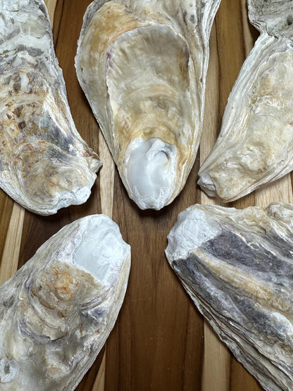 18 *Partially Broken* Bulk Large Oyster Shells 7-8.5" Flat Side Clean No Smell - Art, Crafts, Painting, Aquariums- Free Shipping