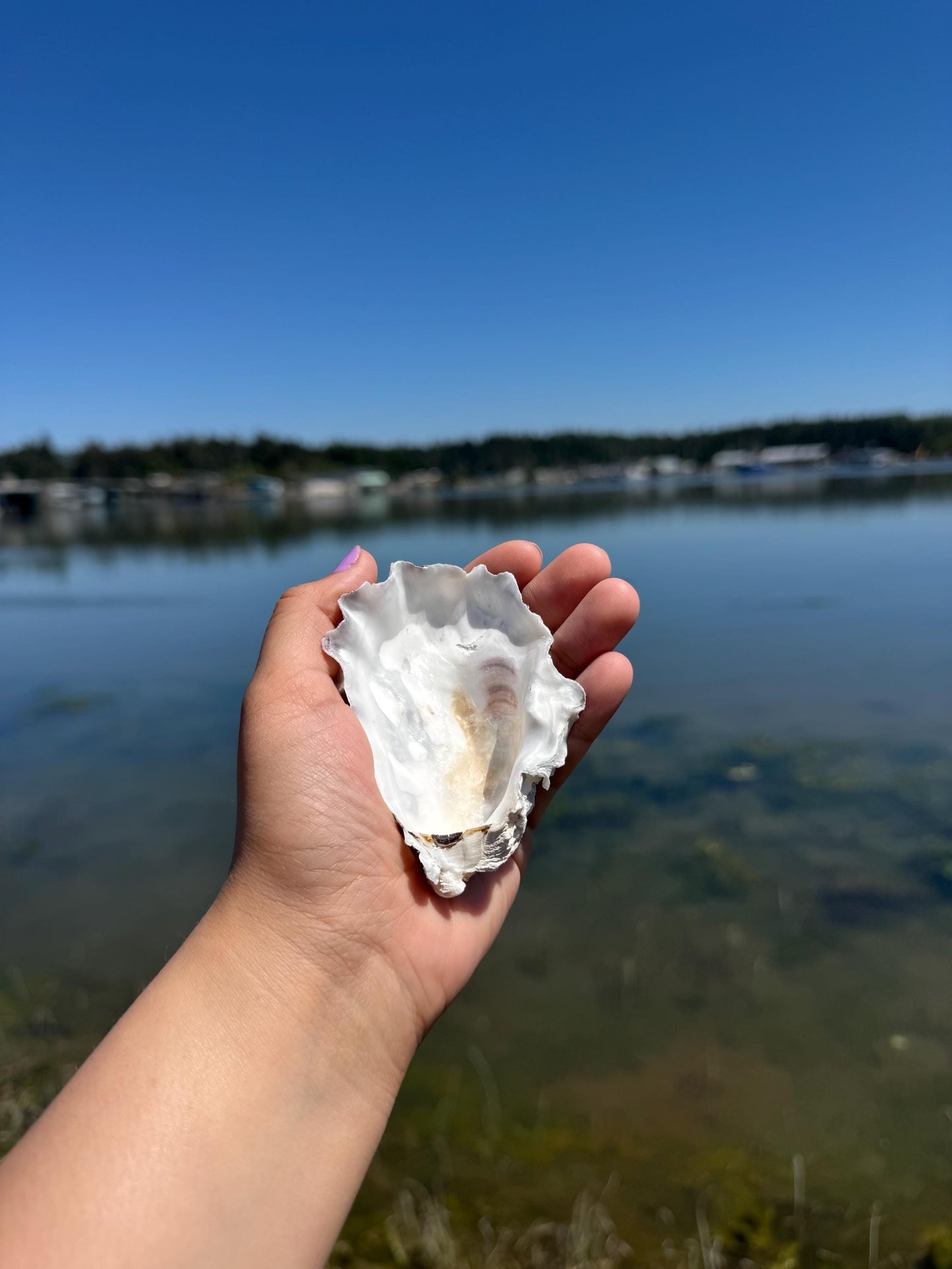 Cupped Broken Oyster Shells 3 to 4.5  Clean & Odor-Free for Crafts, Art, Painting, Jewelry Dishes,  Choose Quantity  Free Shipping