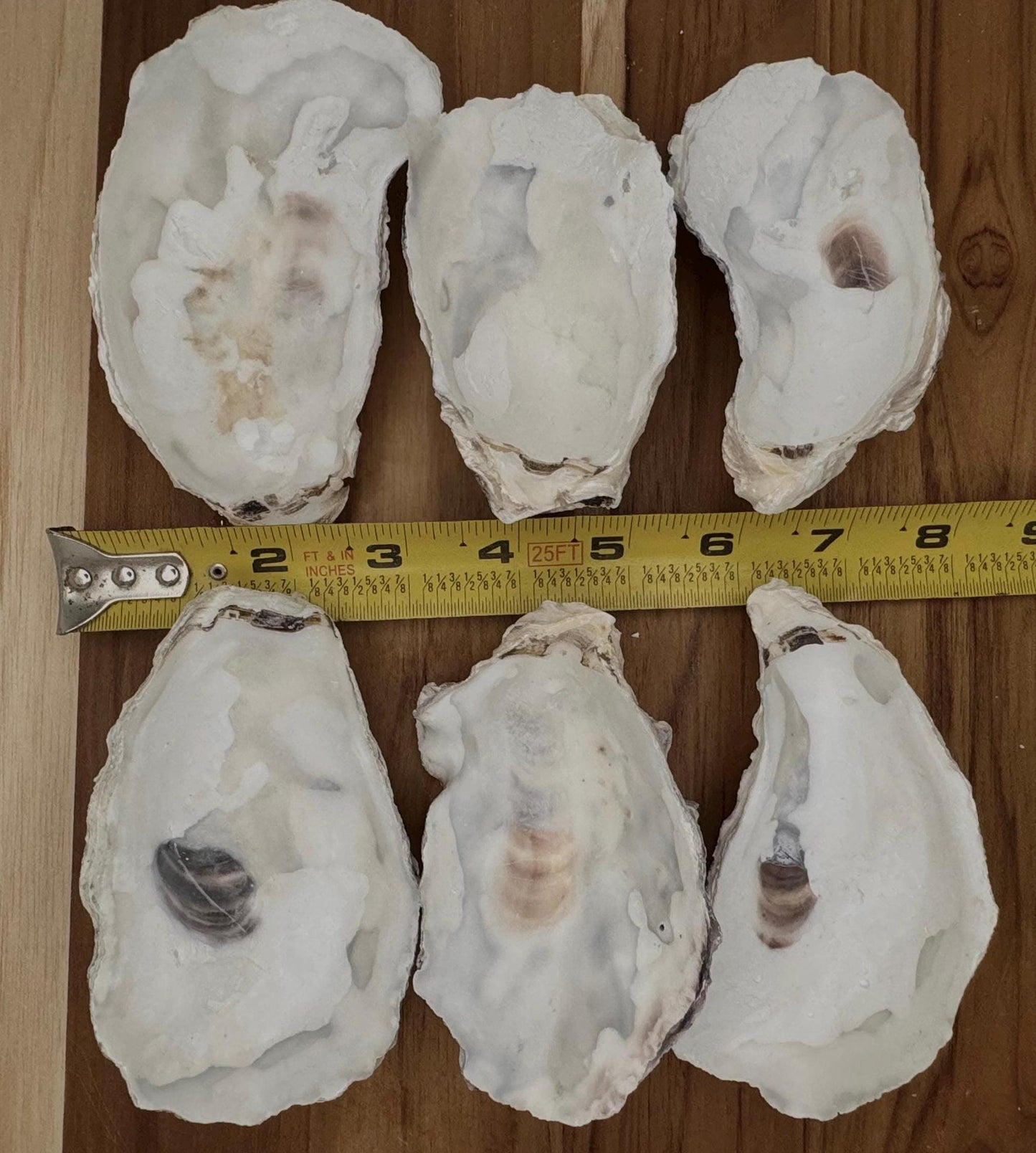 Cupped Broken Oyster Shells 3 to 4.5  Clean & Odor-Free for Crafts, Art, Painting, Jewelry Dishes,  Choose Quantity  Free Shipping
