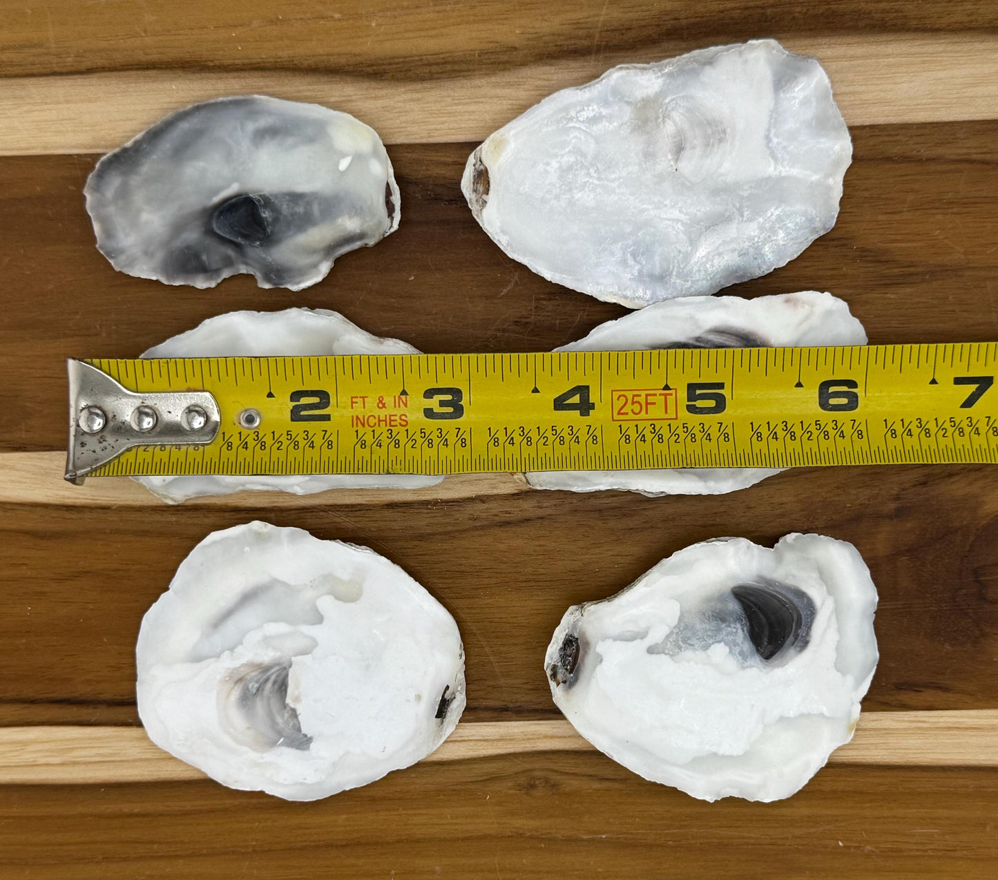 30 Small Bulk Oyster Shells (2.5 to 3 inch) Flat Side Clean No Smell - Art, Crafts, Painting, Aquariums