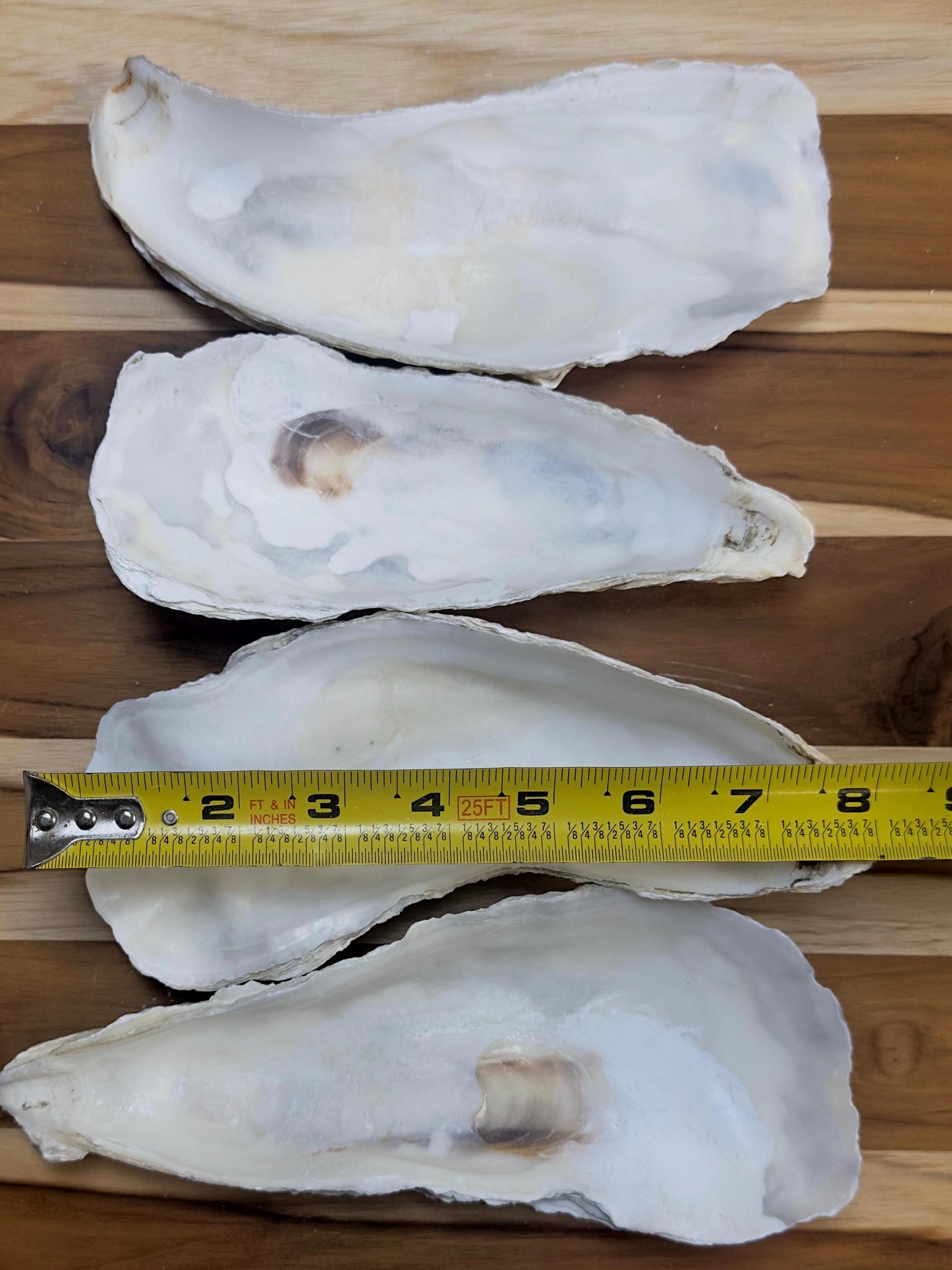 12 Large Narrow Oyster Shells 7" to 9" Clean No Smell Art Craft Painting Aquariums Jewelry Dish Wedding Cup Side *Bulk*