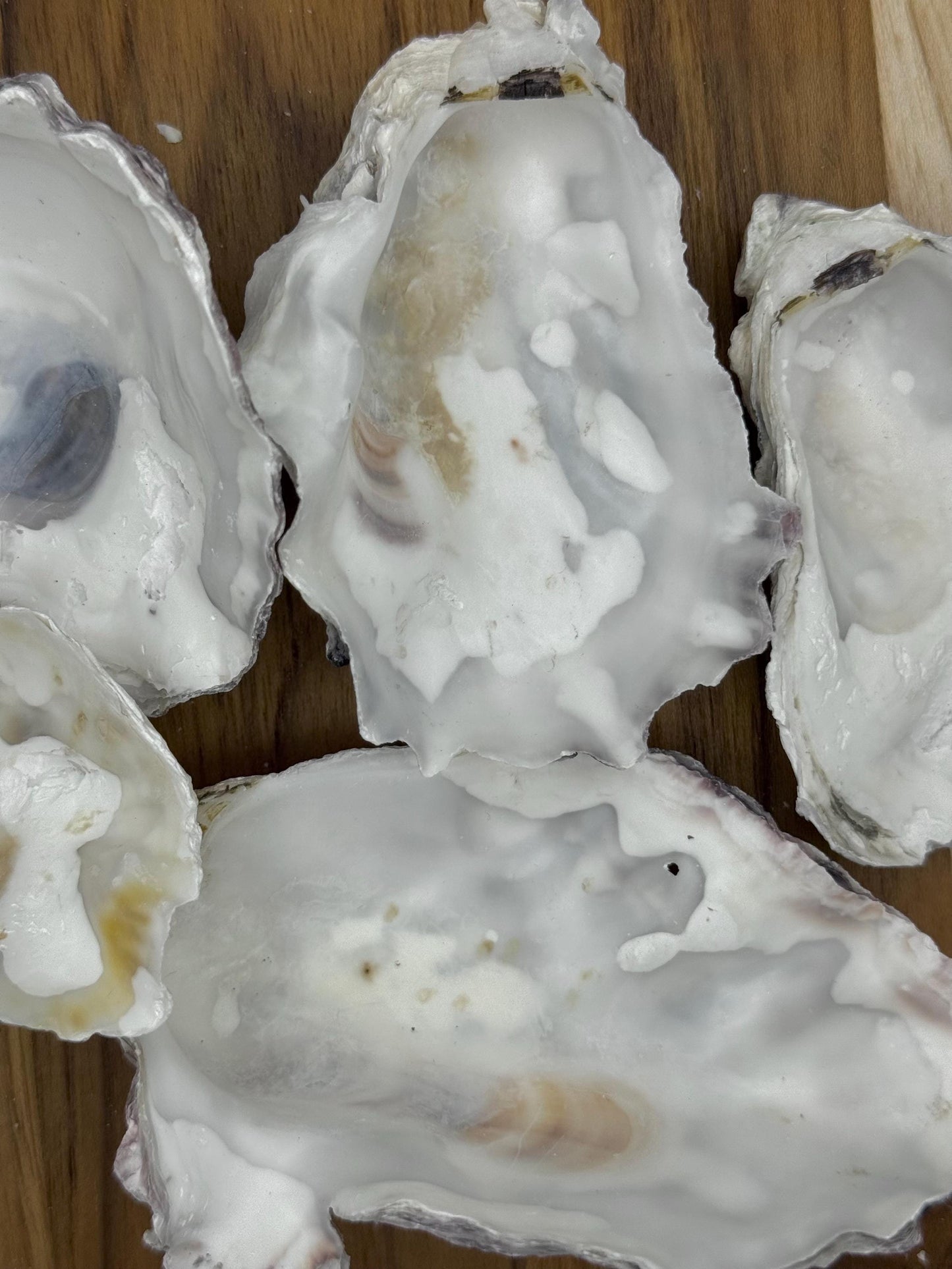 Cupped Broken Oyster Shells 3 to 4.5  Clean & Odor-Free for Crafts, Art, Painting, Jewelry Dishes,  Choose Quantity  Free Shipping