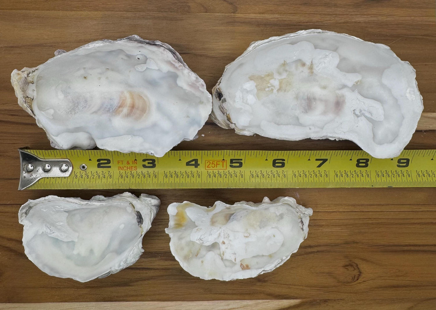 Cupped Broken Oyster Shells 3 to 4.5  Clean & Odor-Free for Crafts, Art, Painting, Jewelry Dishes,  Choose Quantity  Free Shipping