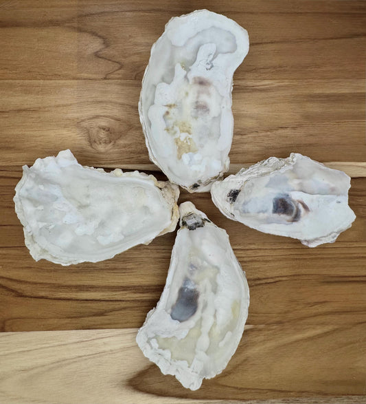 Cupped Broken Oyster Shells 3 to 4.5  Clean & Odor-Free for Crafts, Art, Painting, Jewelry Dishes,  Choose Quantity  Free Shipping